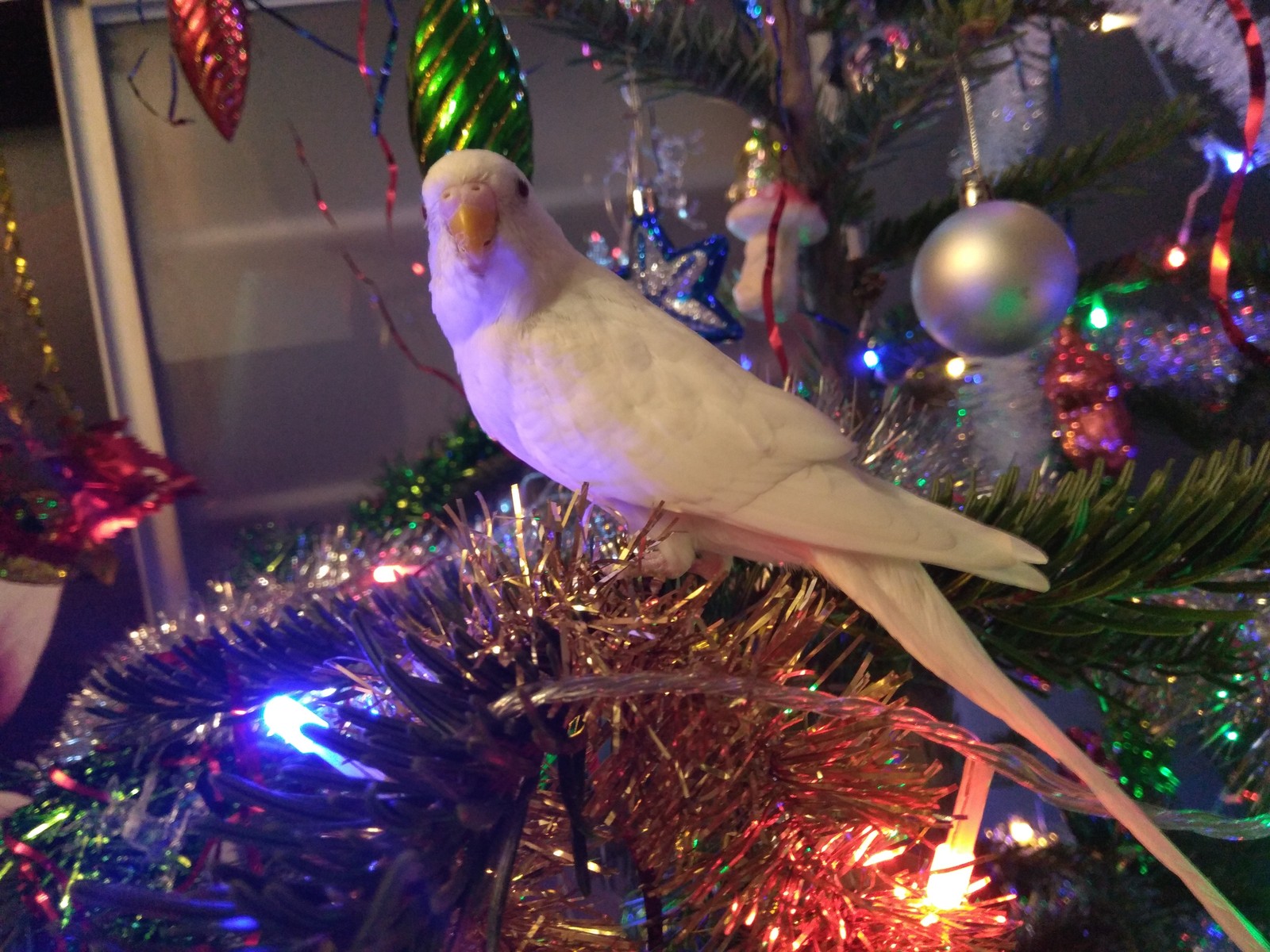 New Year's parrot - My, A parrot, Christmas trees, 2018