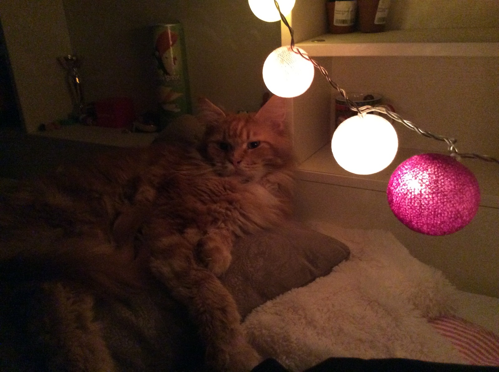 holiday cat - My, cat, New Year, Maine Coon