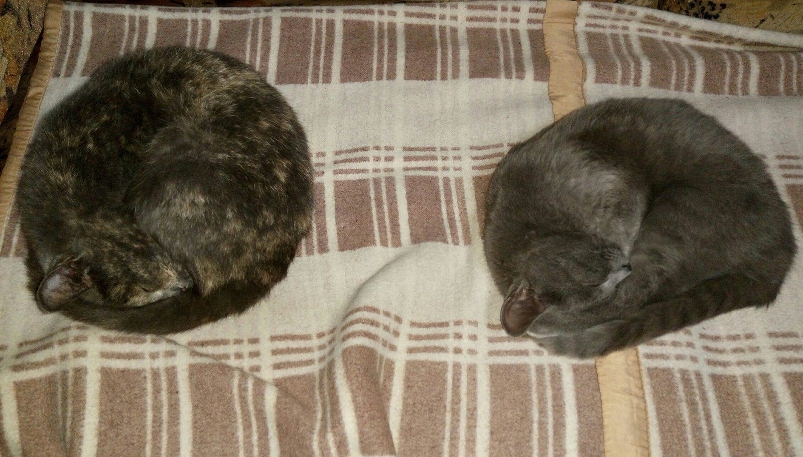 Pair disciplines - sleep - My, Catomafia, Milota, cat