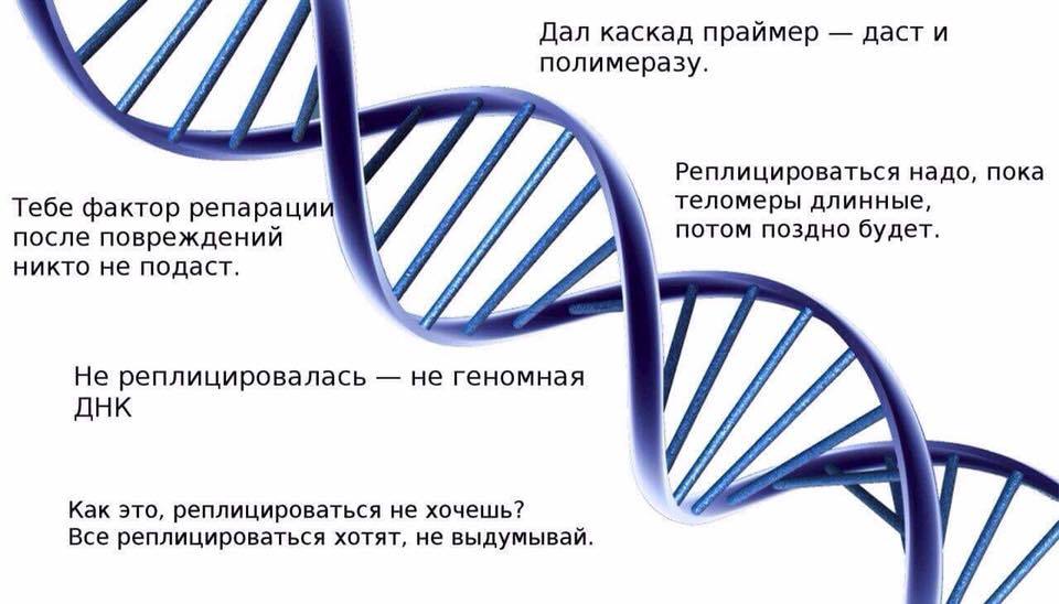 ЯжДНК - ДНК, Репликация, Яжмать, Пародия