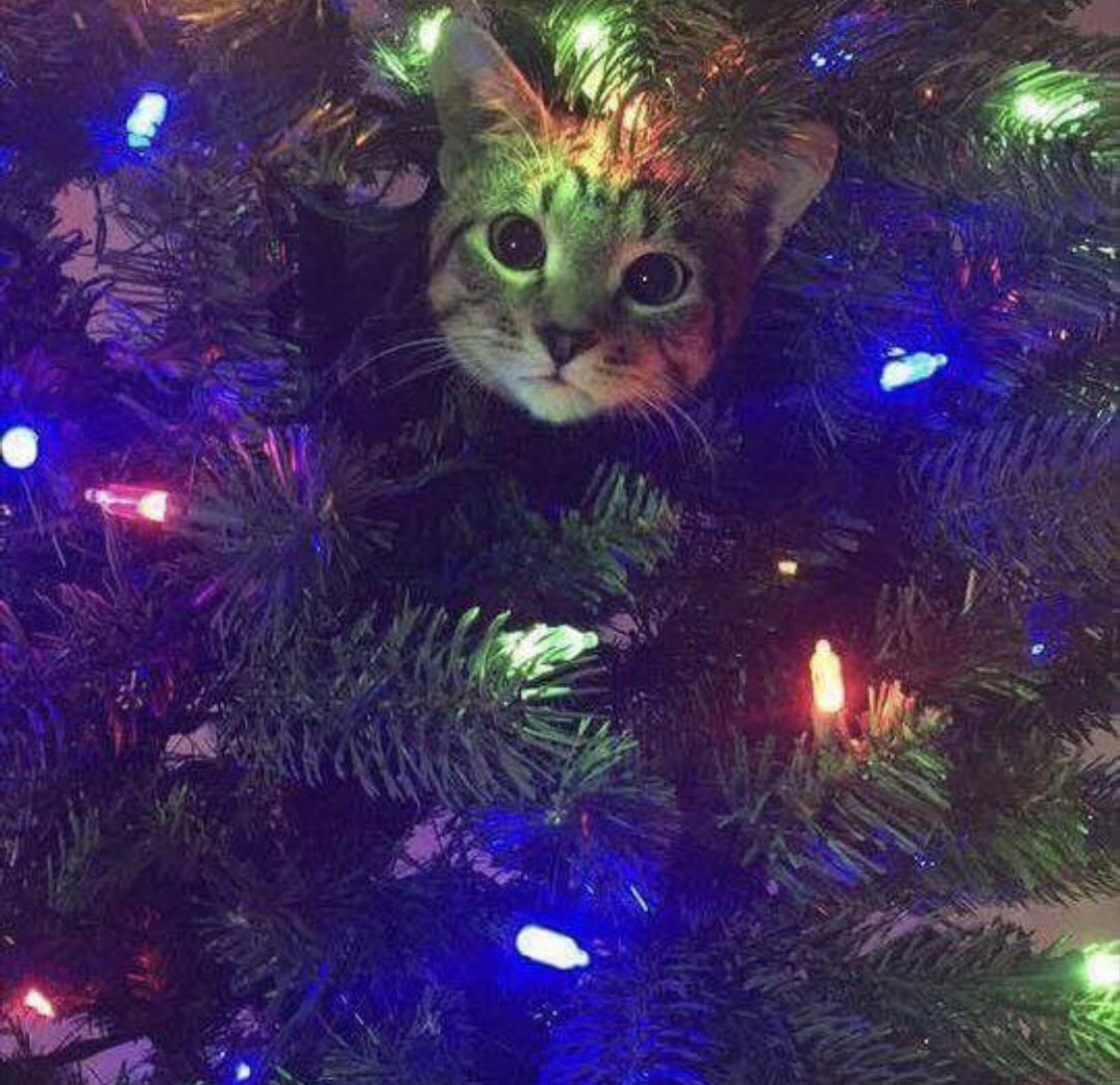 Soon on many Christmas trees of the country... - cat, Animals, Christmas trees, Garland, New Year