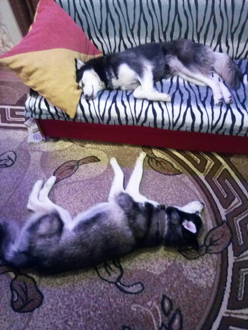 New Year's Huskies :) - My, Husky, , Longpost, Dog