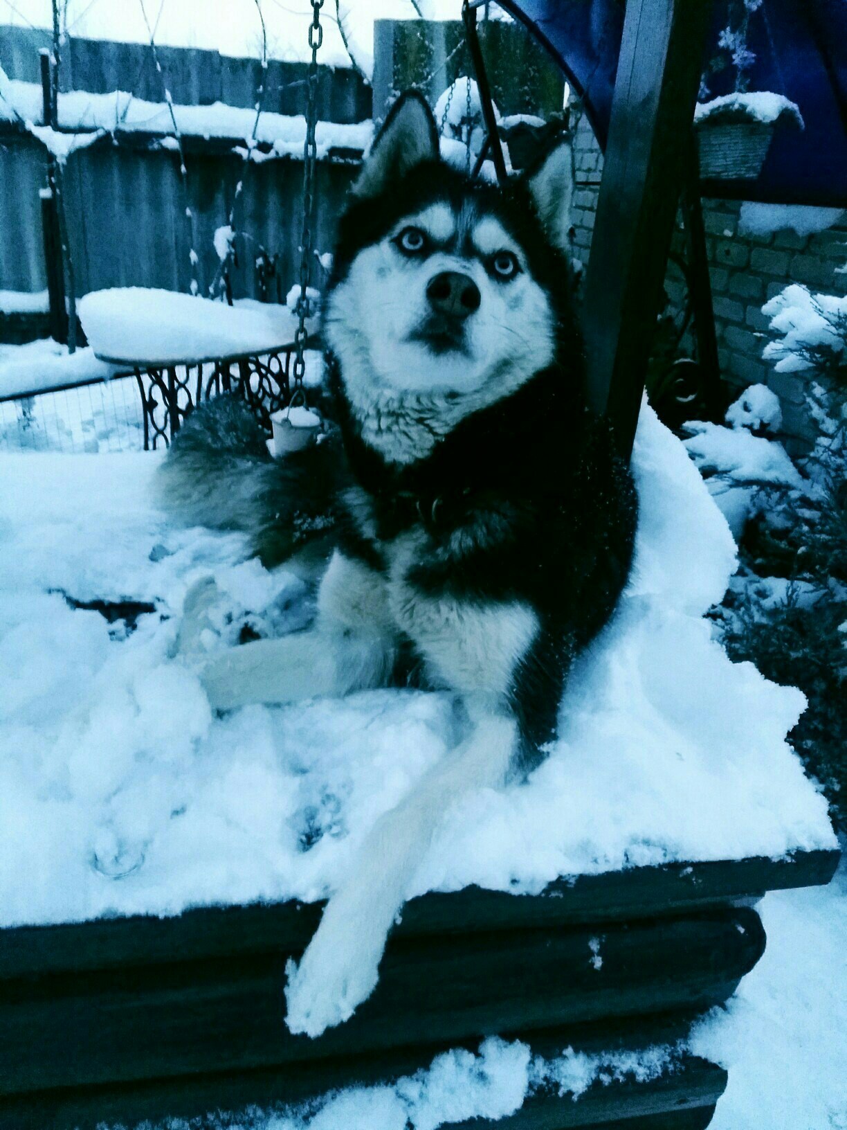 New Year's Huskies :) - My, Husky, , Longpost, Dog