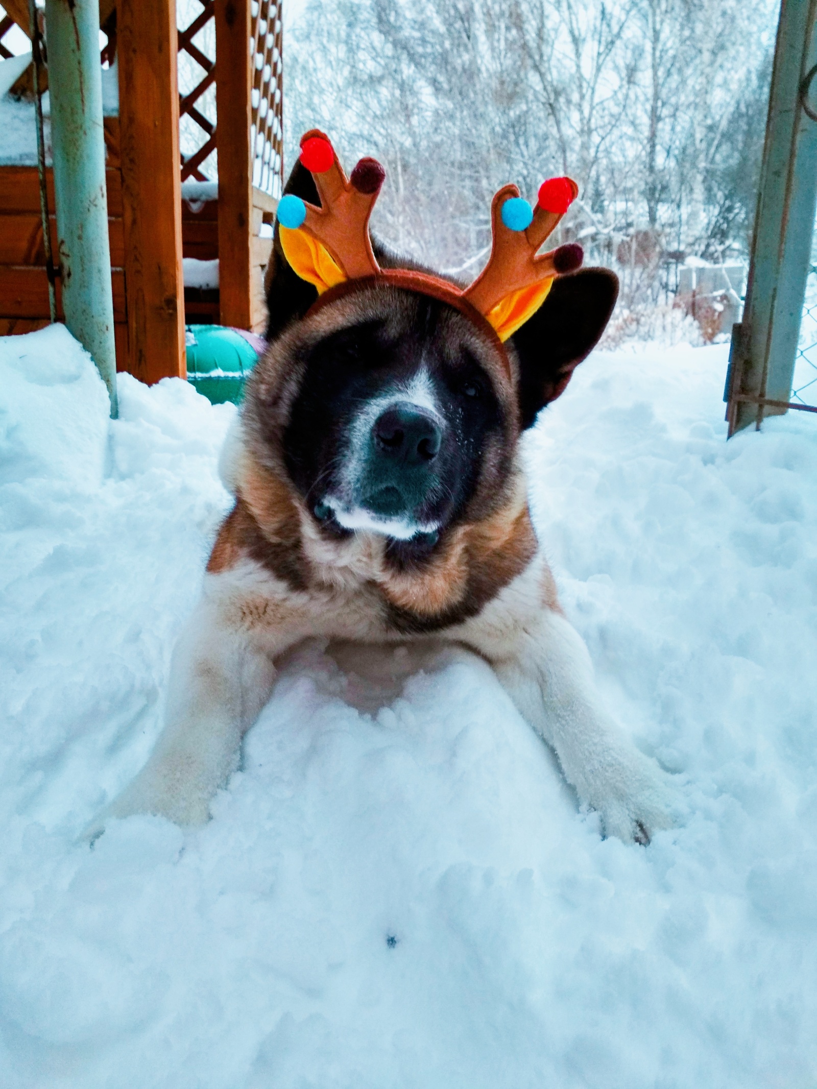 Holiday greetings - My, New Year, , Dog, The photo