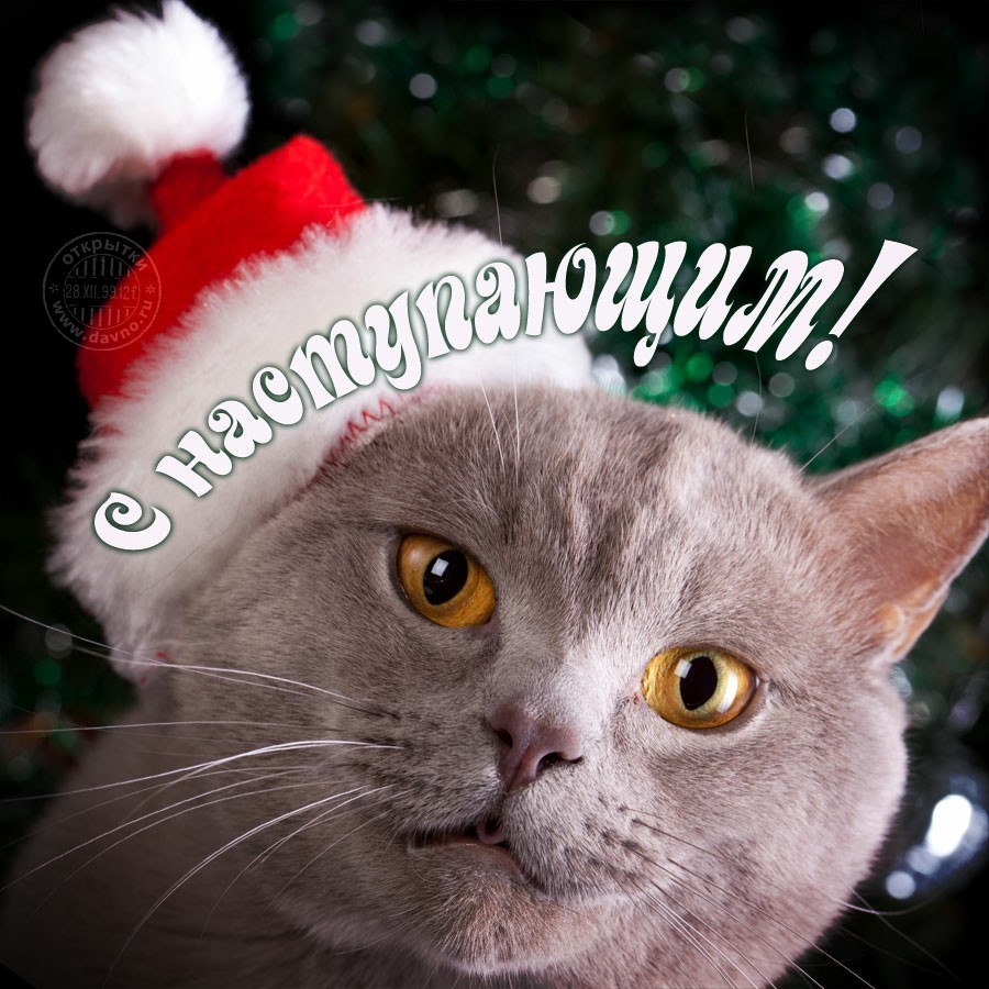 Happy cat! - cat, Longpost, Images, New Year, Christmas, Holidays