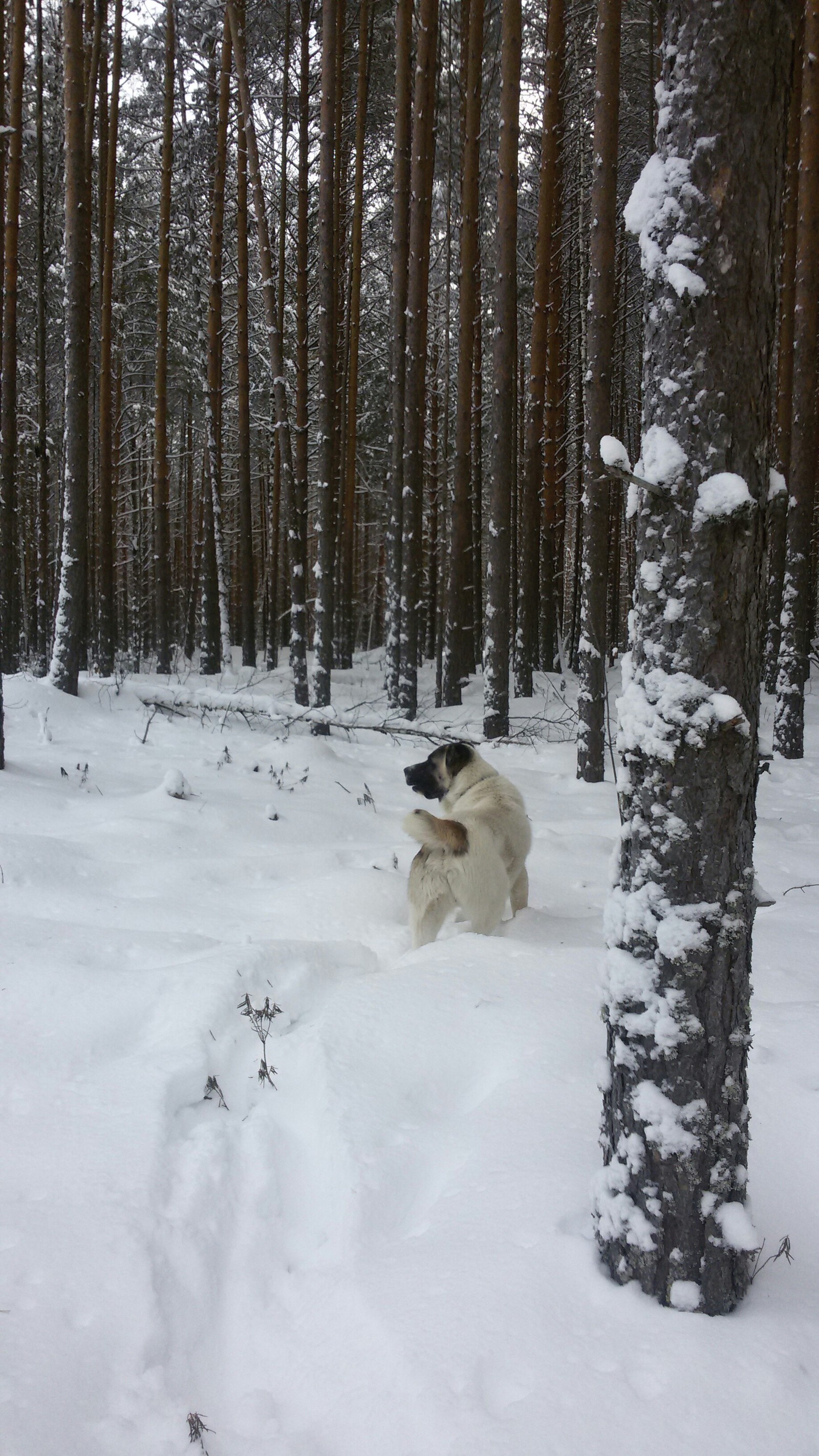 30 декабря - Моё, Собака, Лес, Красота природы, Длиннопост