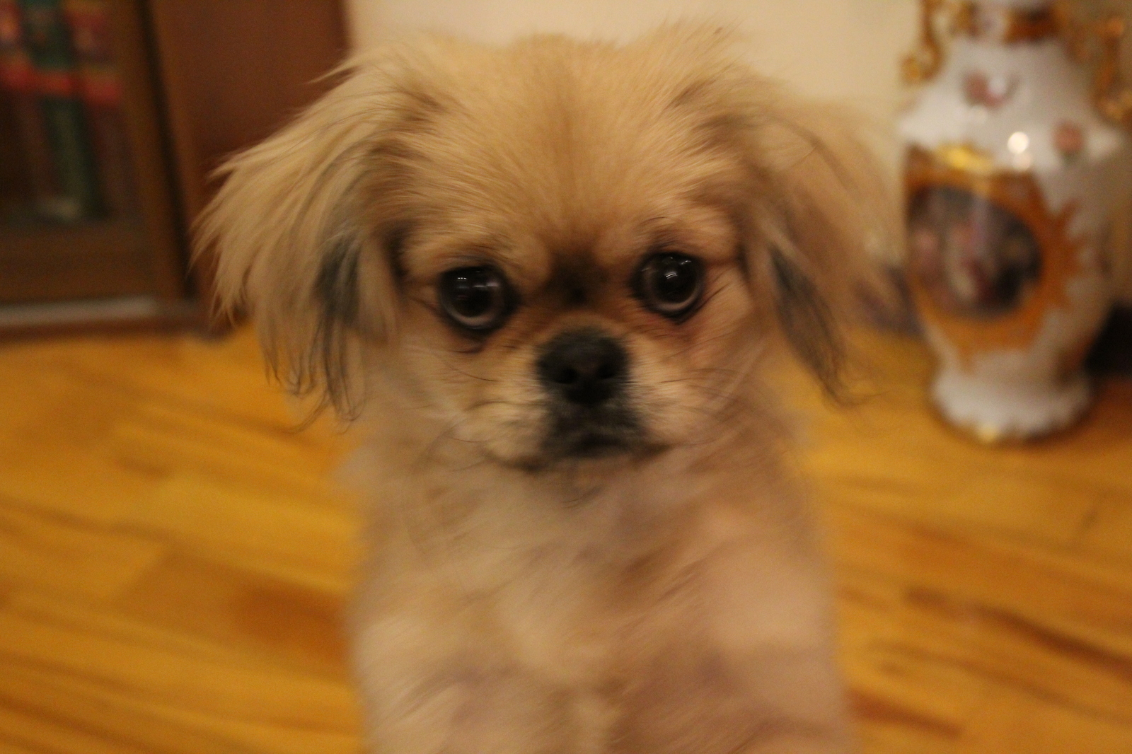 And here is my yellow dog with a non-yellow cat. - My, My, Animals, Dog, cat, Canon 1300d, Pekingese, Old and young