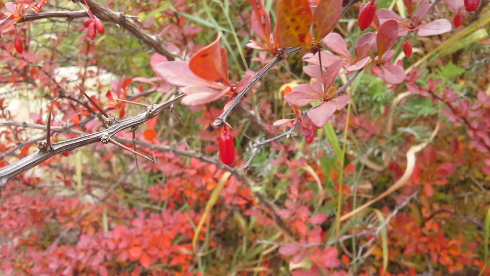 Барбарис Юлиана Berberis julianae c5 40-60