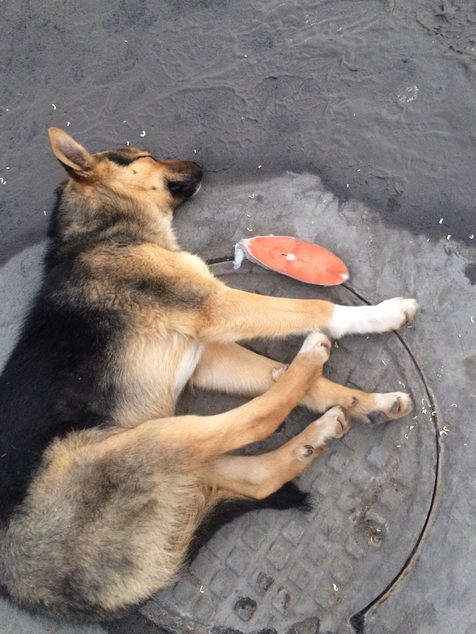 It's good to live in Tyumen. Even mongrels can afford a piece of red fish. - My, Tyumen, A fish, Dog, Cur, Economy in Russia, Longpost