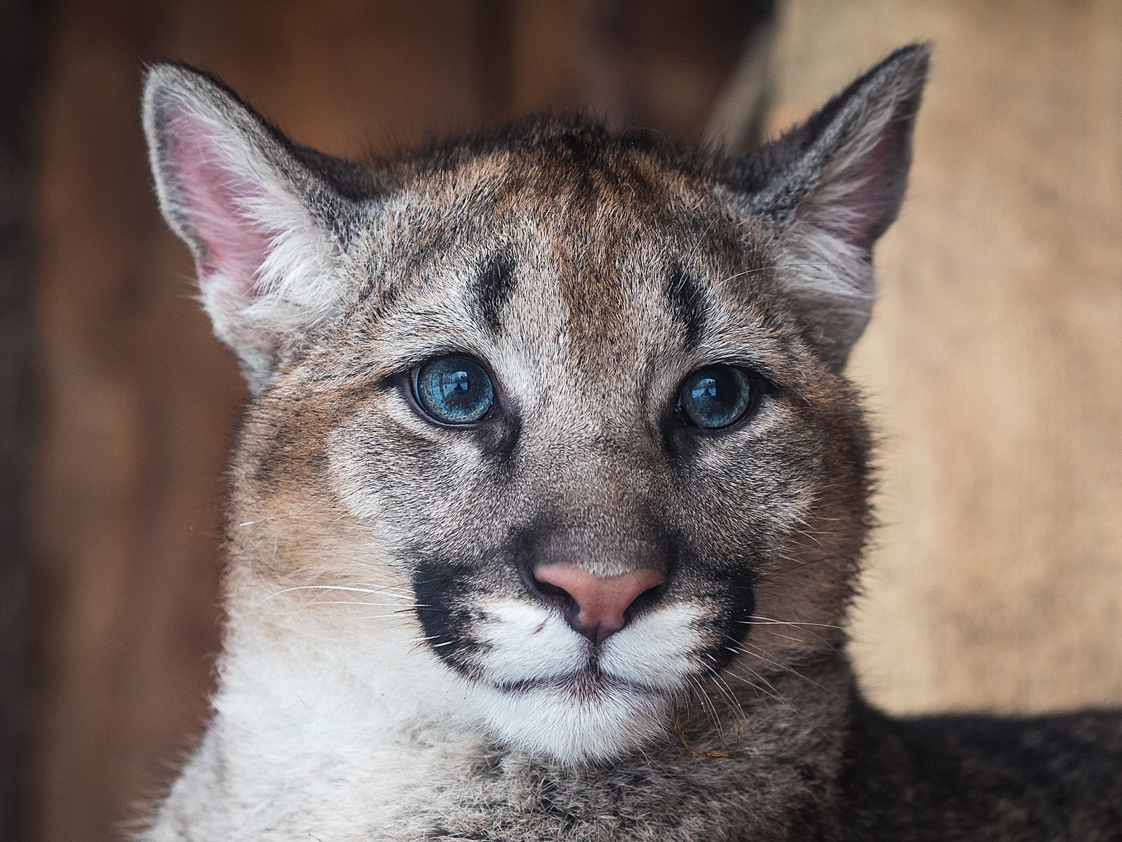 Pumyat in the new enclosure. - My, Animals, Longpost, Roev Creek, Krasnoyarsk, Puma