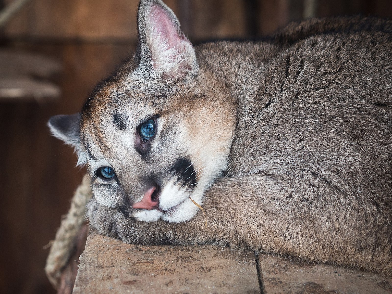 Pumyat in the new enclosure. - My, Animals, Longpost, Roev Creek, Krasnoyarsk, Puma