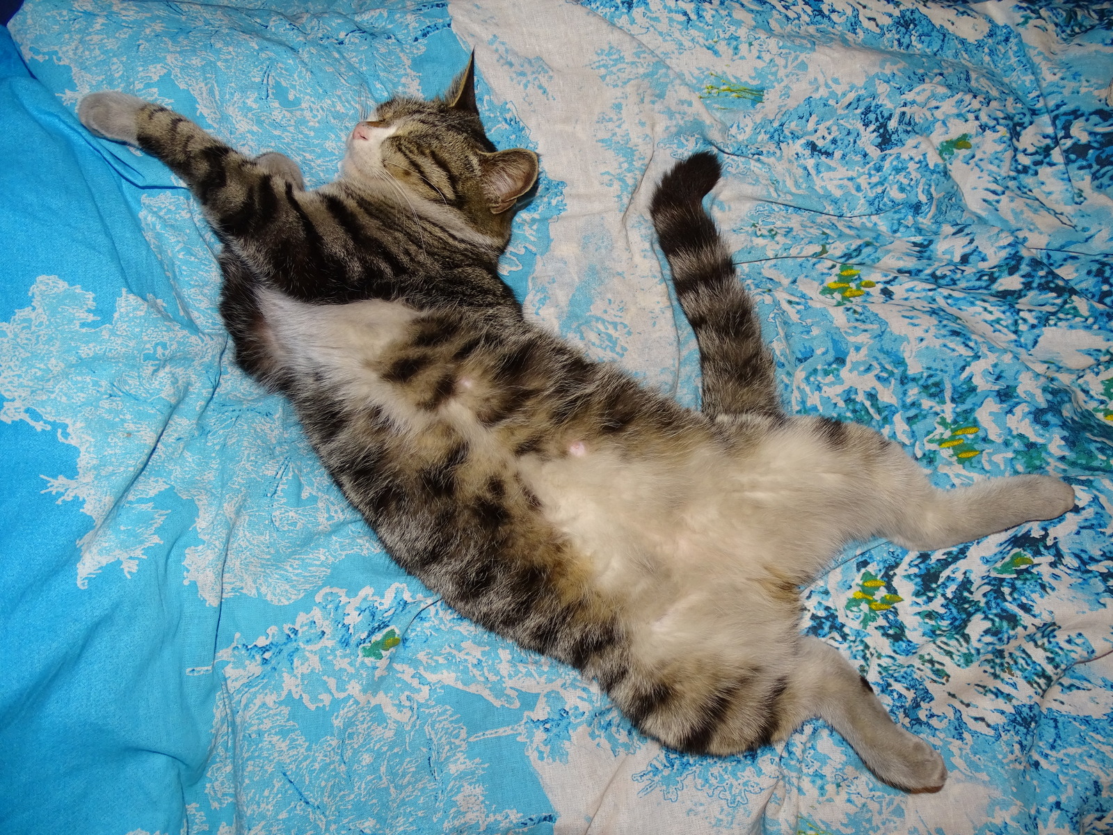 Dream on New Year's Eve! - My, cat, , Bed, Dream, Pose, New Year, Humor, Longpost