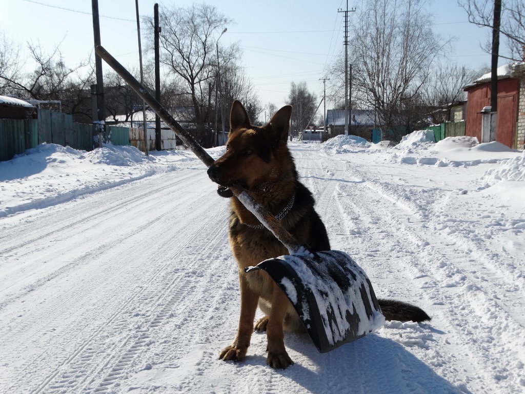 If you have not removed the snow, then I'm coming to you! - My, Dog, Winter, Snow, , Humor