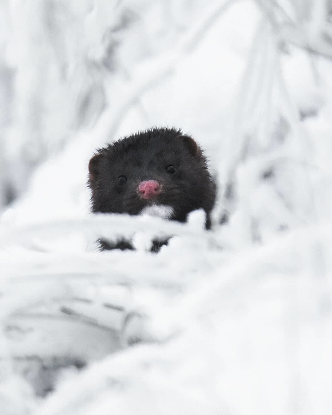 Pink nose - The photo, Winter, Animals