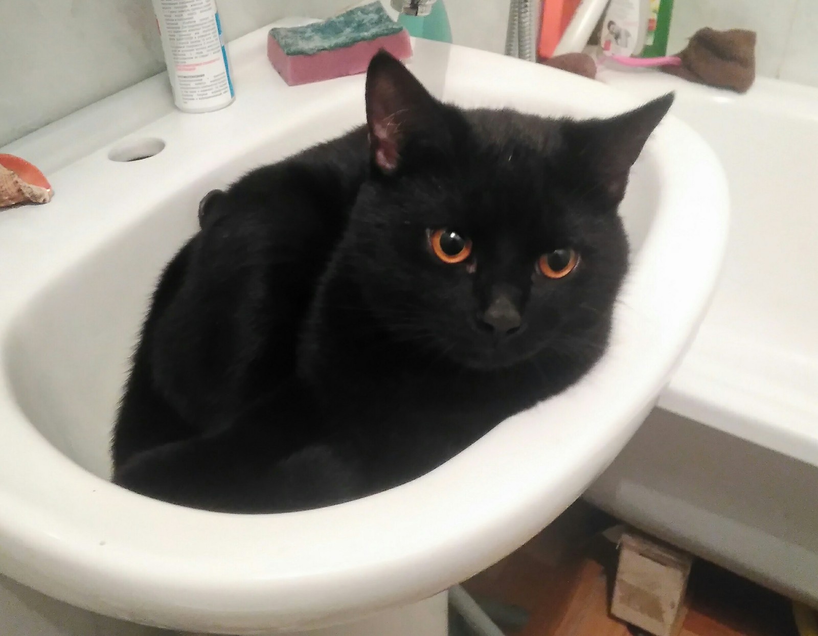 Just a cat in the sink. He's so comfortable, yeah - My, cat, Black, Black cat