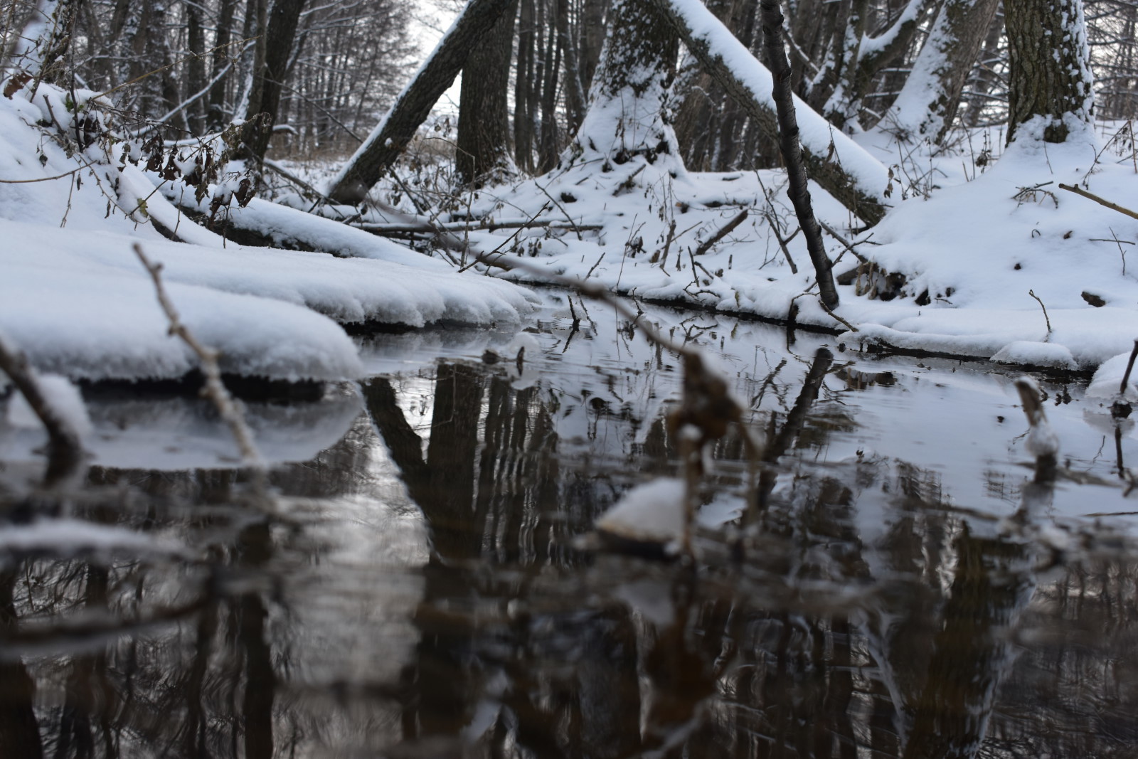 My photo hunt - Forest, Nature, Landscape, Relax, Longpost