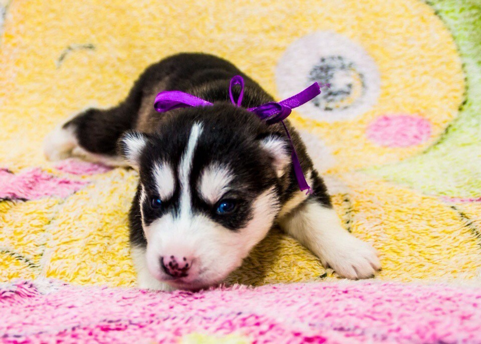 Gift for the new year - My, Presents, Dog, Husky, The photo, Longpost