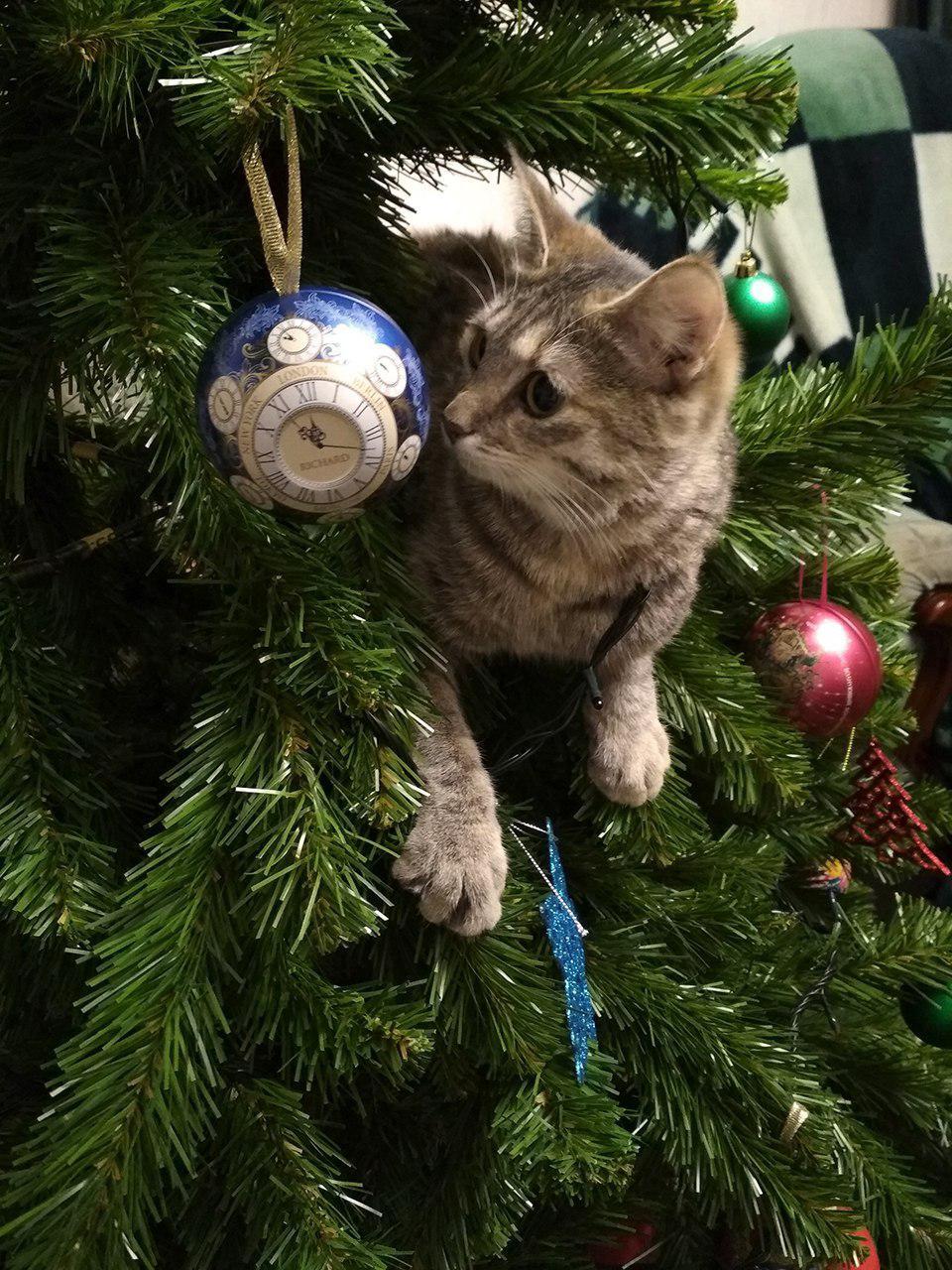 The best decoration for the Christmas tree - My, Christmas trees, cat, Catomafia, Christmas tree, Longpost