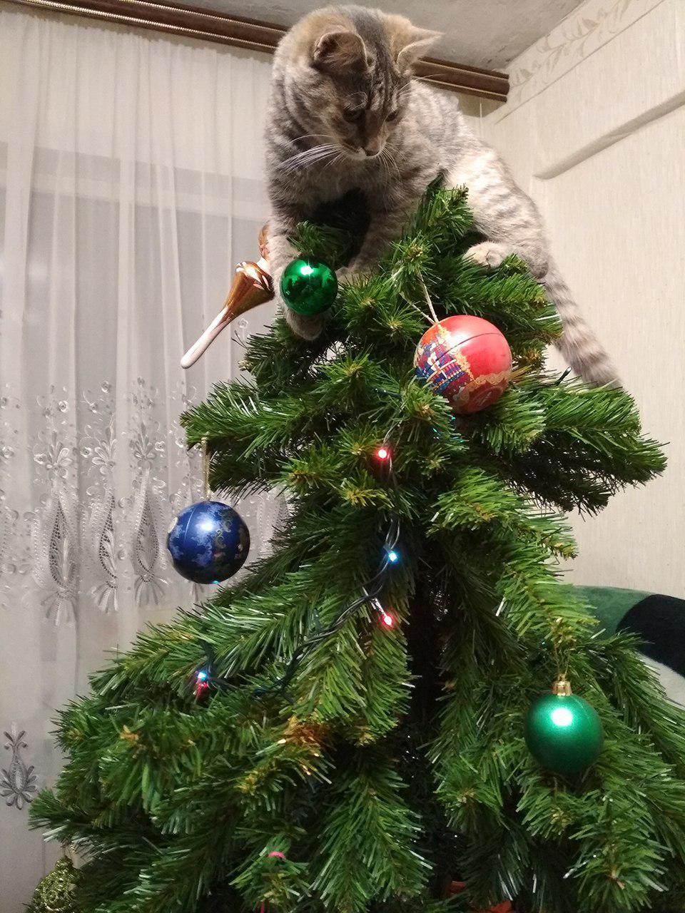 The best decoration for the Christmas tree - My, Christmas trees, cat, Catomafia, Christmas tree, Longpost