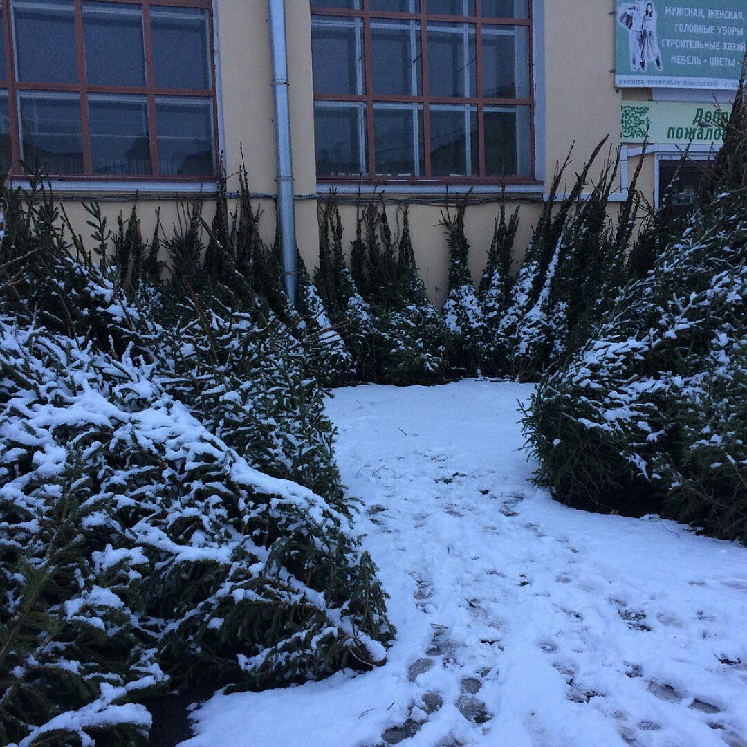 Didn't fit.... - Business, Christmas trees, Garbage, New Year, Srach, Longpost