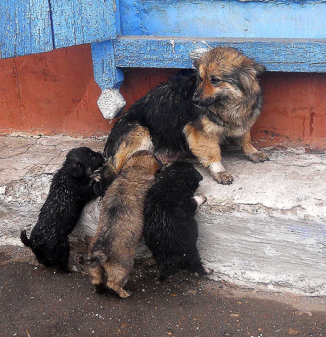 Mother - My, Dog, Mum