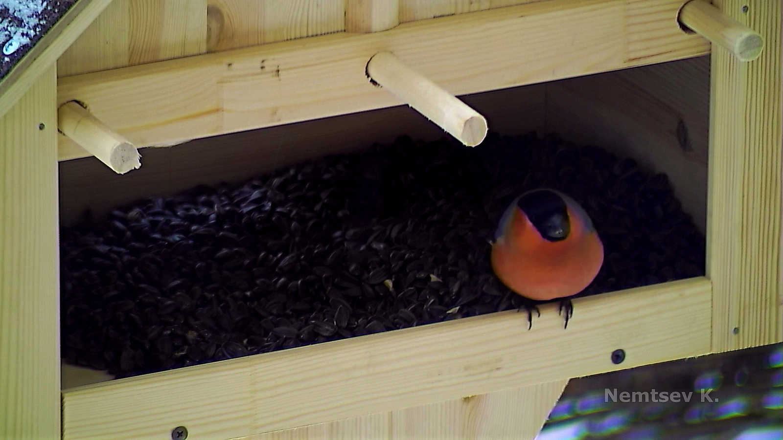 Pictures of birds at my feeder - My, Trough, Tit, Bullfinches, Sparrow, Winter, Birds, Yoshkar-Ola, Video, Longpost