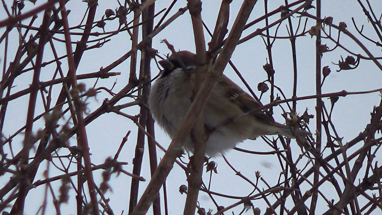 Pictures of birds at my feeder - My, Trough, Tit, Bullfinches, Sparrow, Winter, Birds, Yoshkar-Ola, Video, Longpost