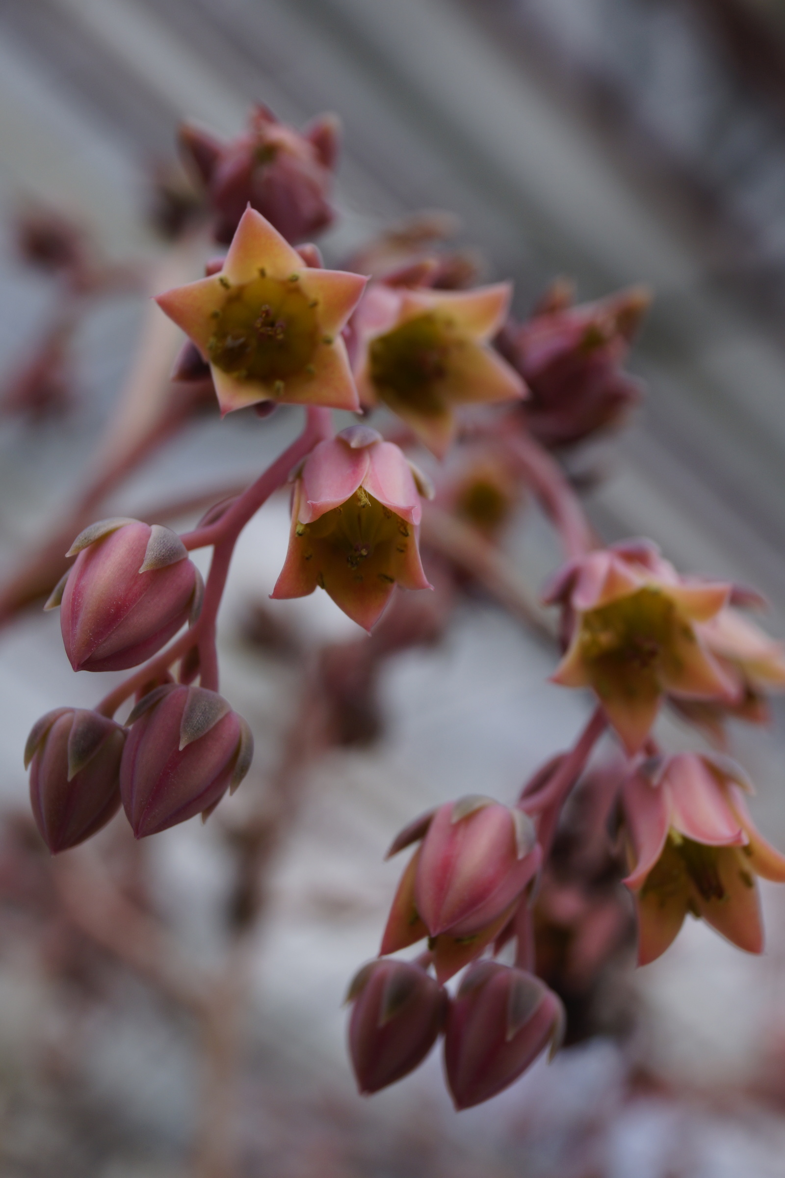 Part-2 Cacti succulents - My, Cactus, The photo, Succulents, Greenhouse, My, , Longpost