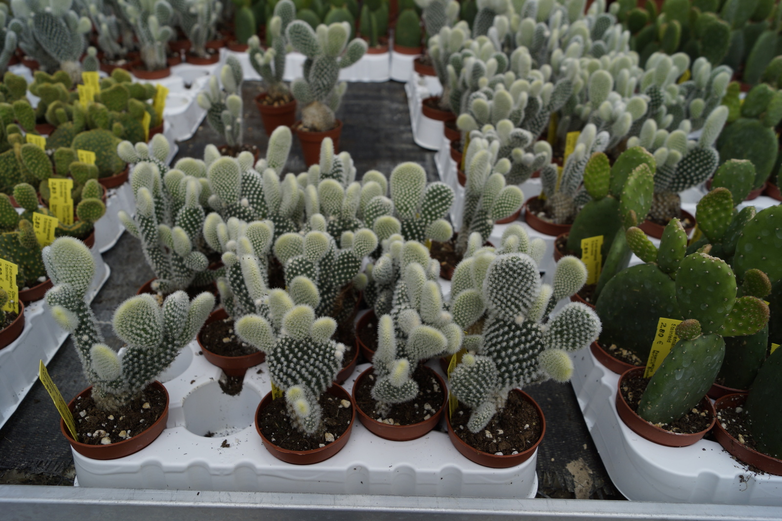 Part-2 Cacti succulents - My, Cactus, The photo, Succulents, Greenhouse, My, , Longpost