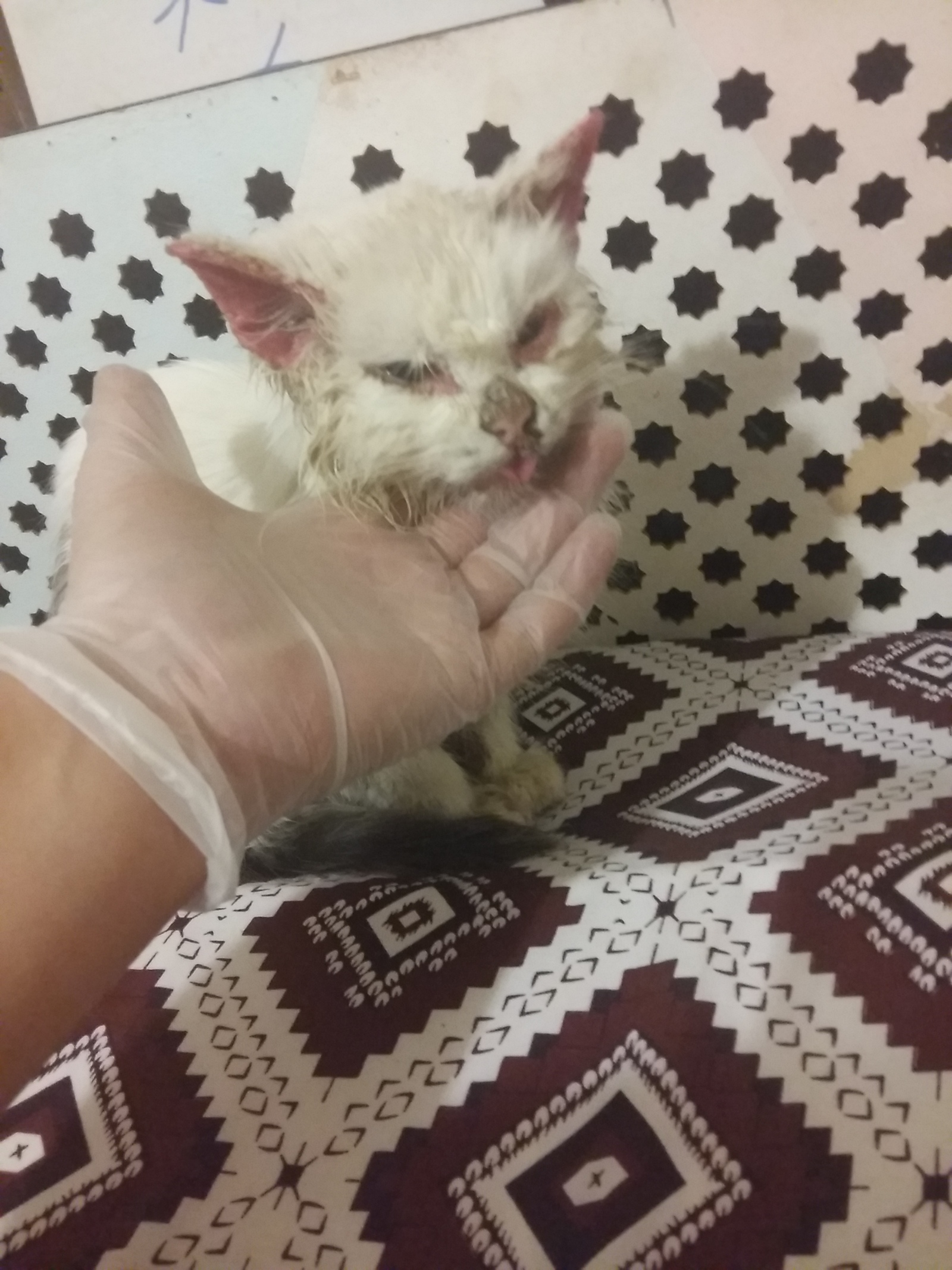 Dyunya- Dyusha- Dyucheska - My, cat, Treatment, Help, Longpost, Helping animals