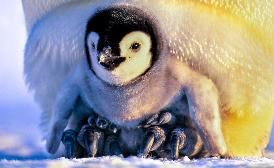 Happy new life) - Penguins, Toddlers, Children