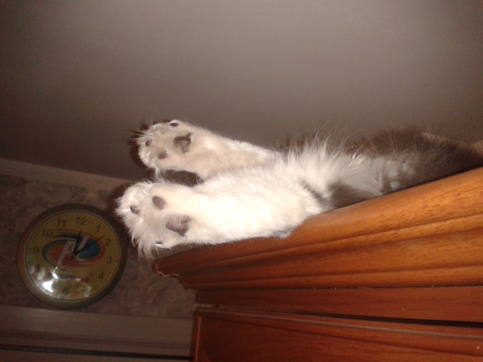 Paws on the cabinet - My, cat, Paws, My, Longpost