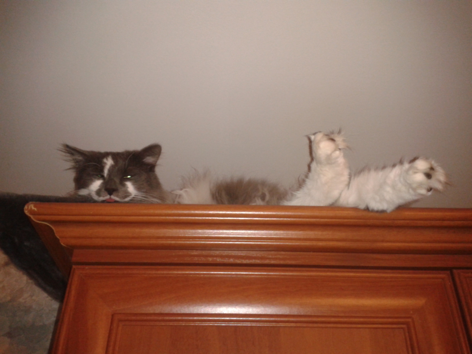 Paws on the cabinet - My, cat, Paws, My, Longpost