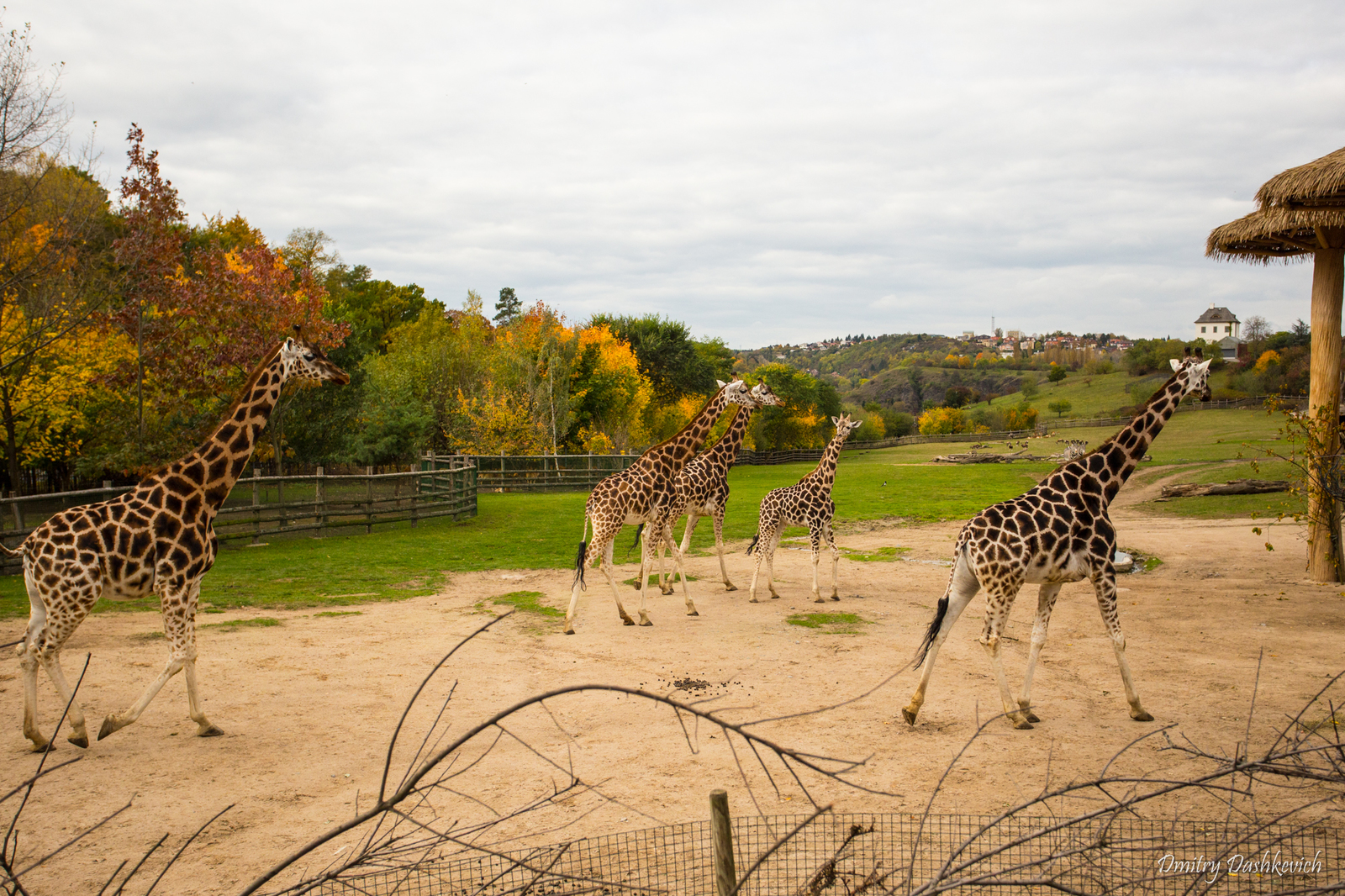 Prague Zoo - My, Zoo, Prague Zoo, Longpost