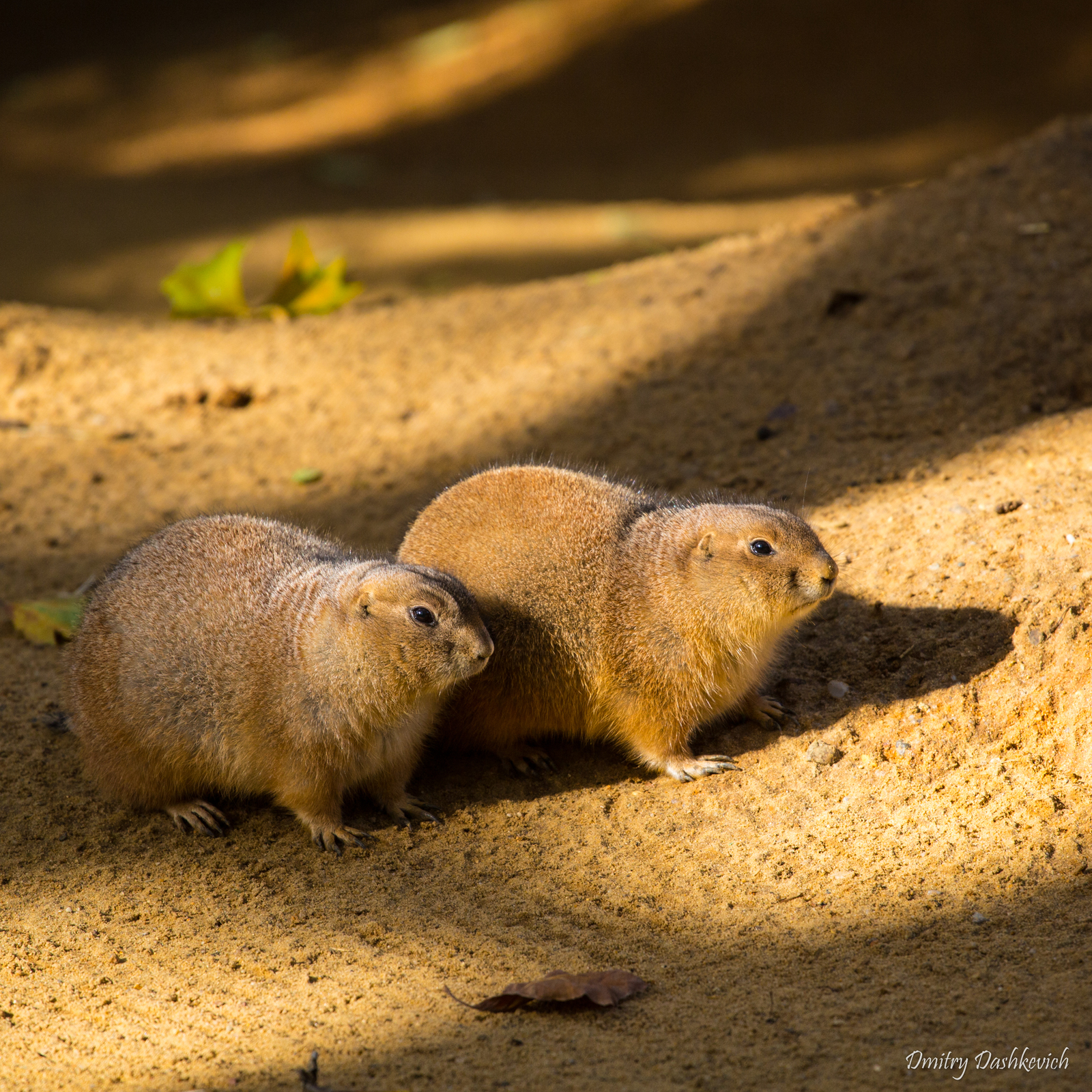 Prague Zoo - My, Zoo, Prague Zoo, Longpost