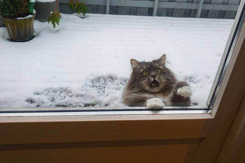 Wanted to walk? Please.. - cat, Snow, Window, Footprints, let me in