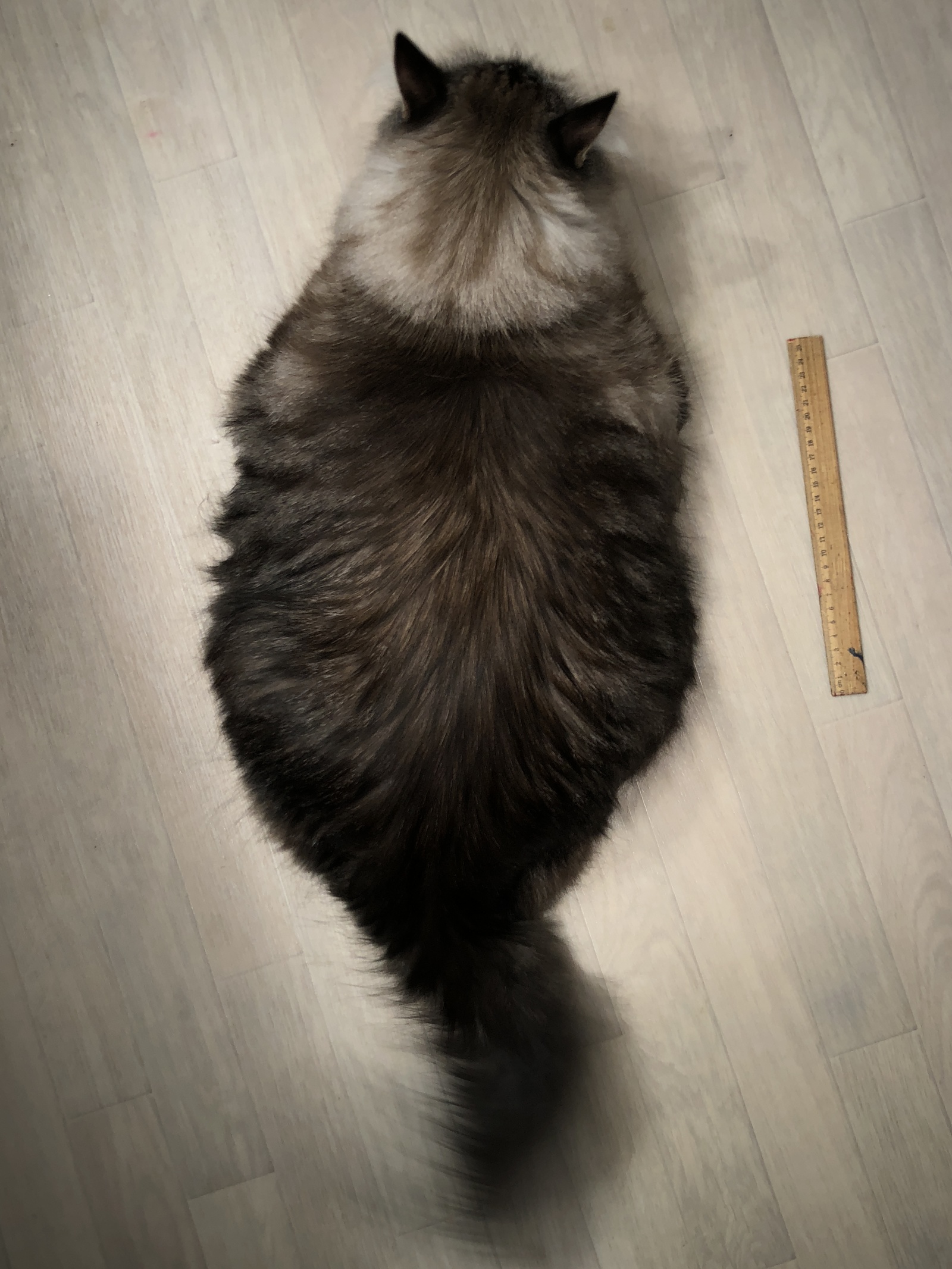 New Year's cat - My, cat, , New Year, , Excess weight