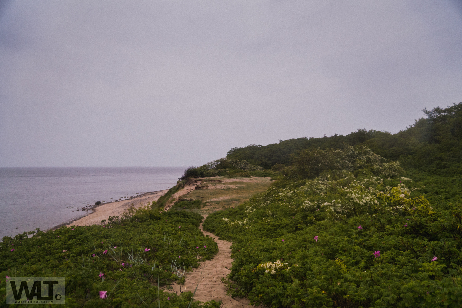 Path to the sea - My, Sea, Pionersk, Kaliningrad region, Forest, Photographer, Baltic Sea, Longpost