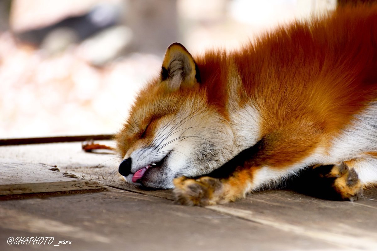 Probably a very nice floor ^.^ - Fox, Fyr, Redheads, Animals