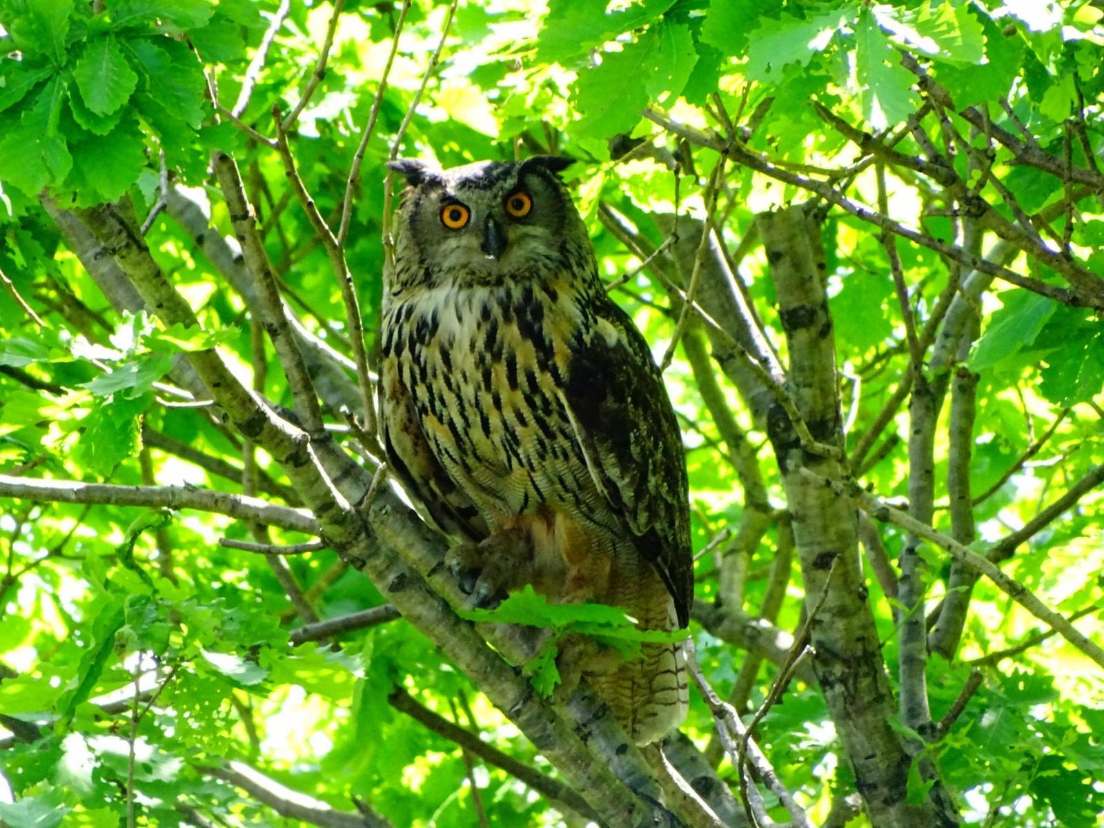 A new meeting with the Eurasian Eagle Owl on Senka's hat. - My, Birds, Дальний Восток, Primorsky Krai, Oktyabrsky District, , Longpost