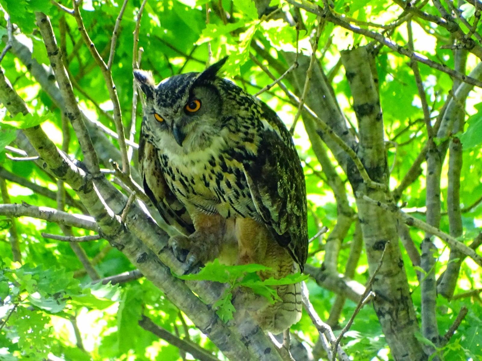 A new meeting with the Eurasian Eagle Owl on Senka's hat. - My, Birds, Дальний Восток, Primorsky Krai, Oktyabrsky District, , Longpost