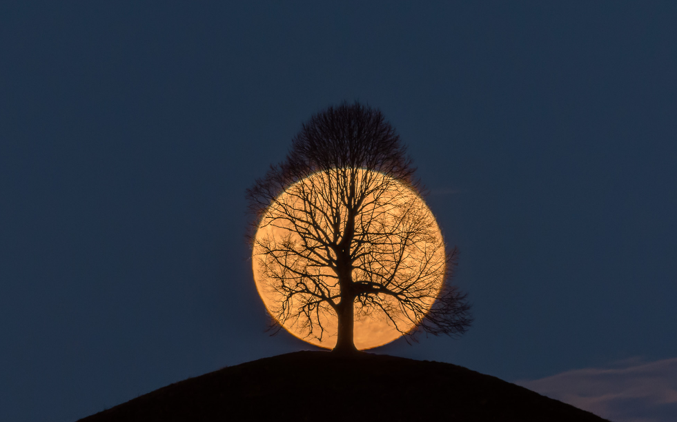 Angles. - The photo, Tree, moon, Nature, beauty, Longpost