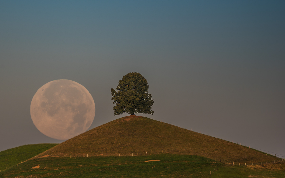 Angles. - The photo, Tree, moon, Nature, beauty, Longpost