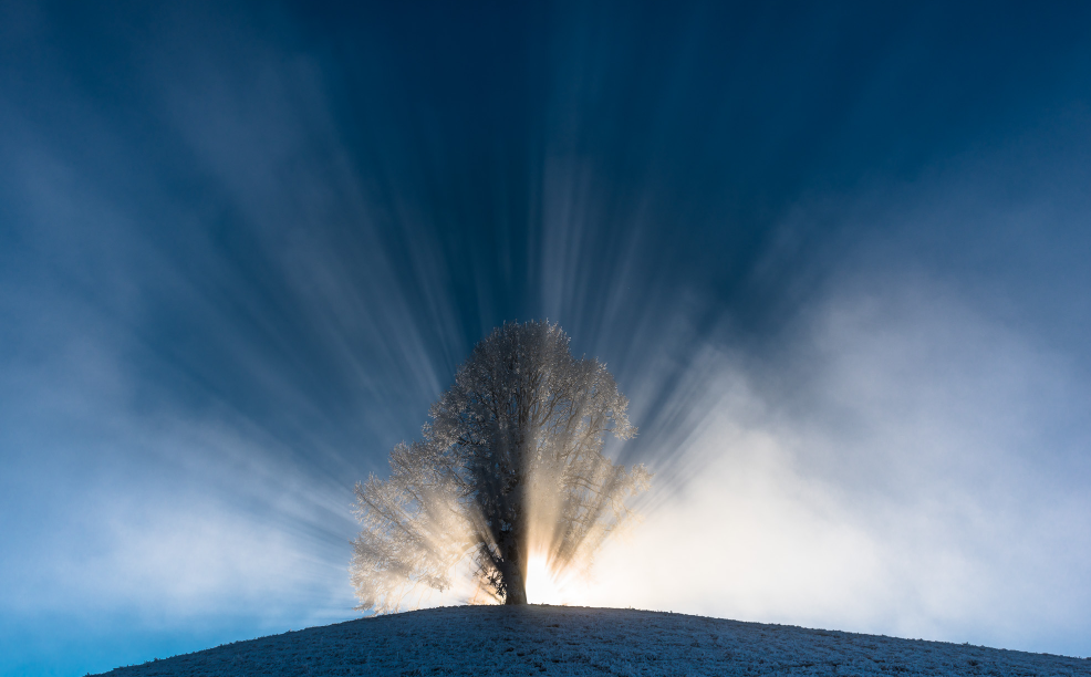 Angles. - The photo, Tree, moon, Nature, beauty, Longpost