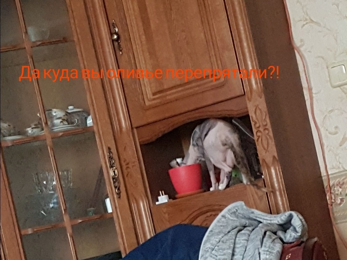 The cat is looking for food in NG. - My, Don Sphynx, New Year, cat