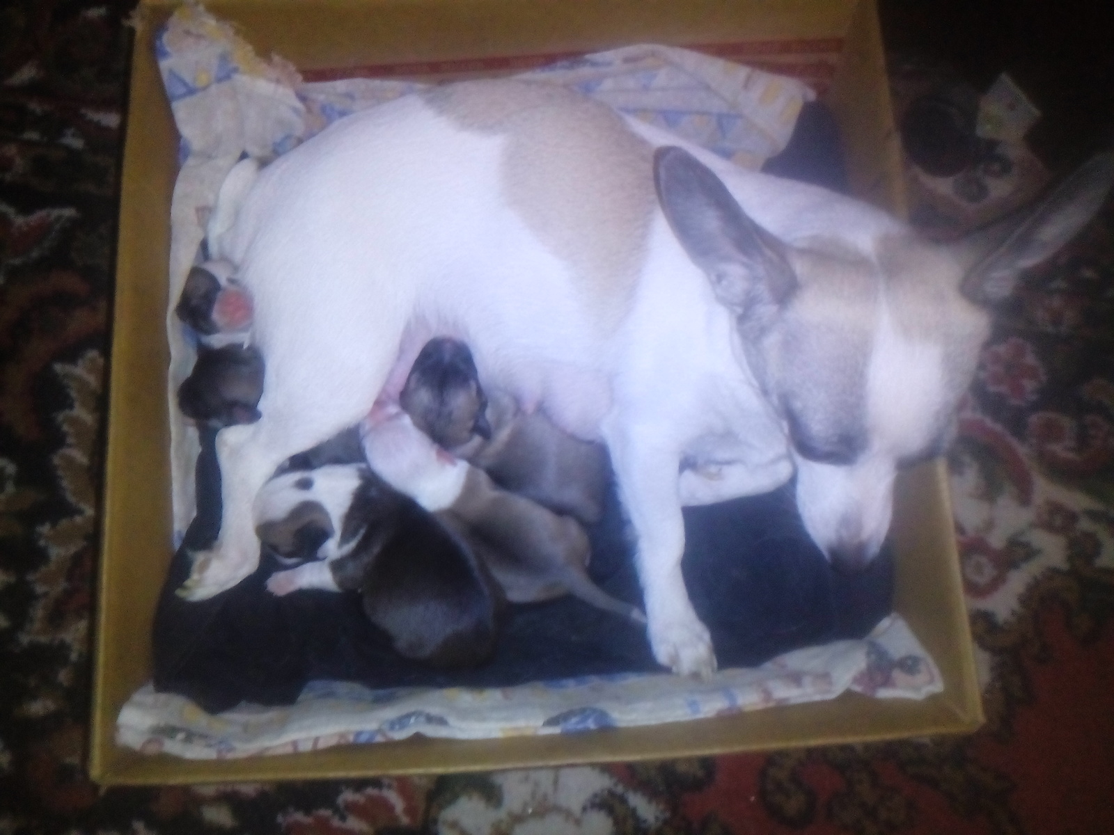 Here are my New Year's gifts! - My, Puppies, New Year, Dog