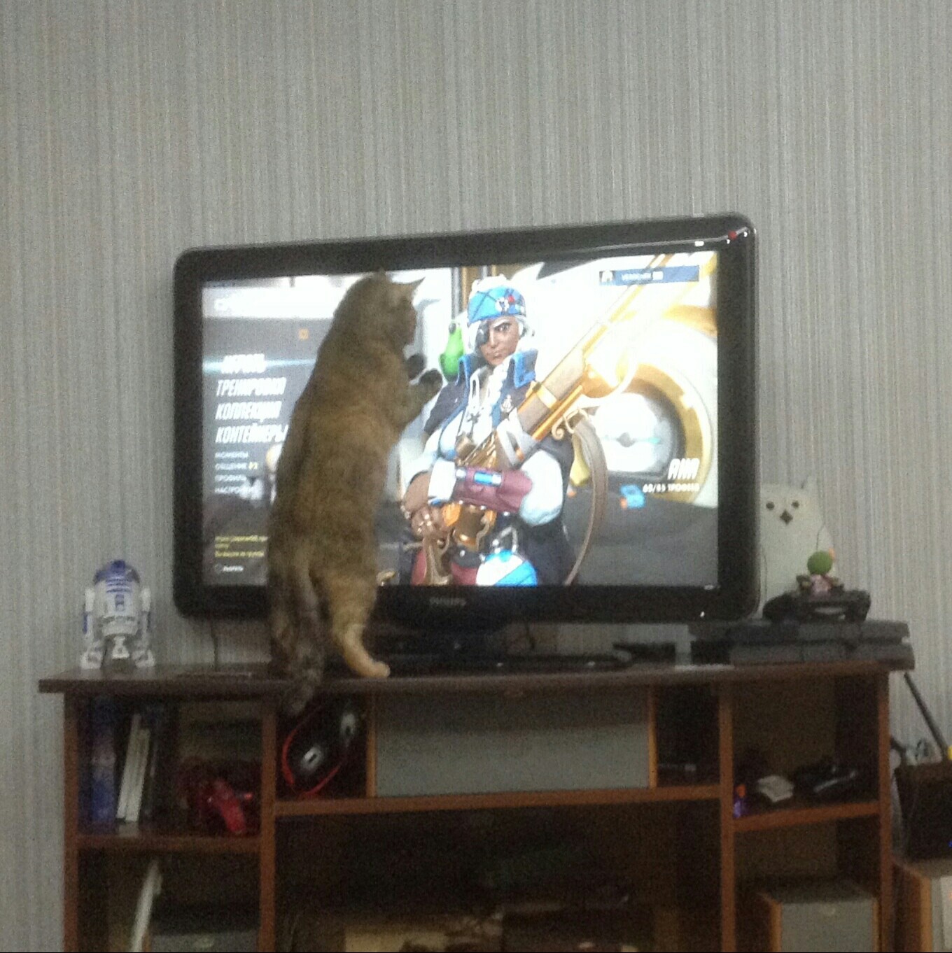 The cat first noticed the screen when Ana had a parrot - My, cat, Cats, Overwatch