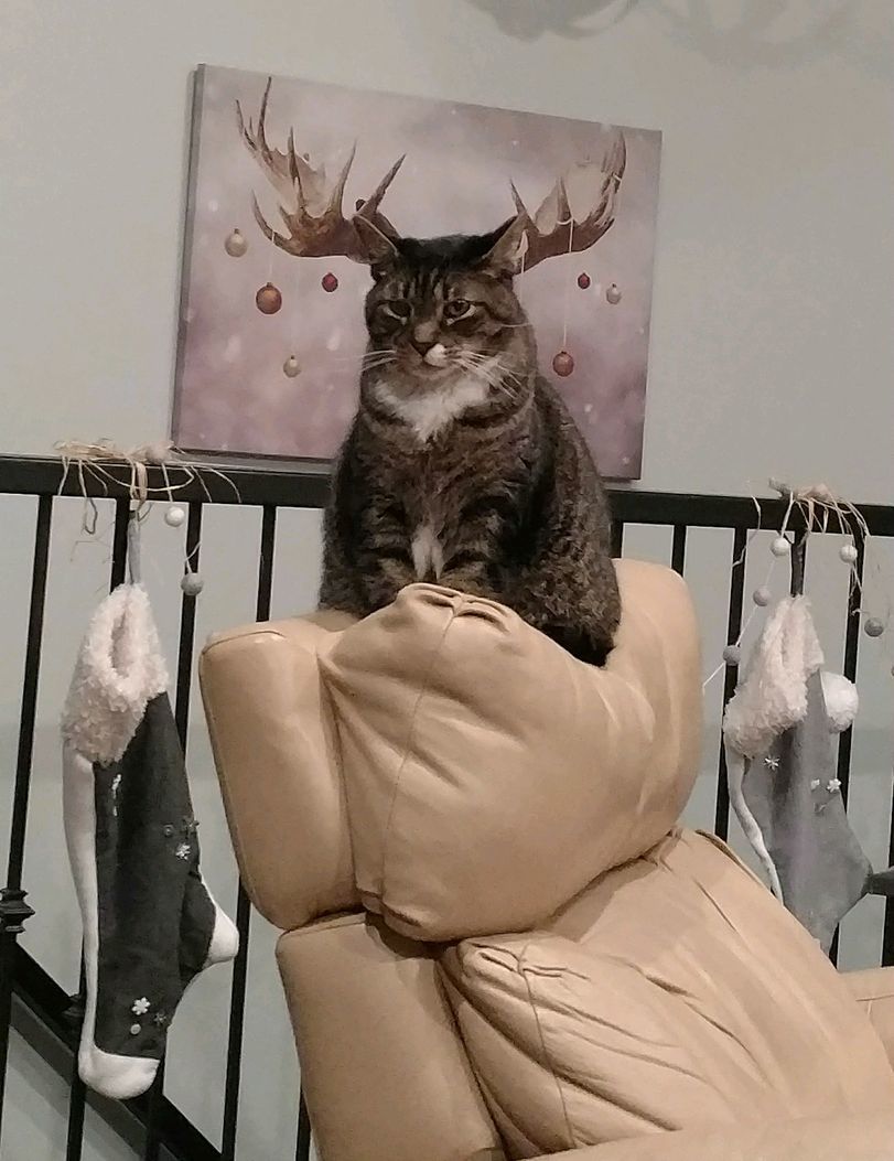 Deer - cat, Deer, Deer