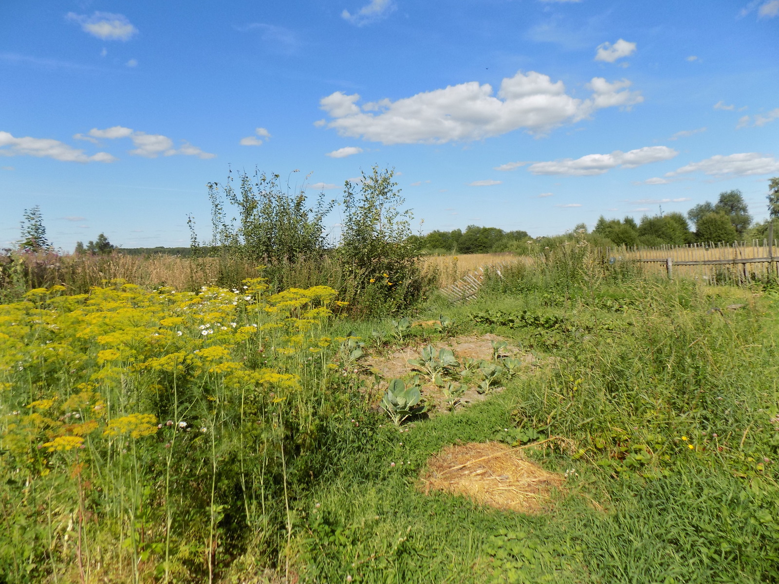 A bit of summer vibe... - My, Summer, Mood, The photo, Nature, Village, Longpost