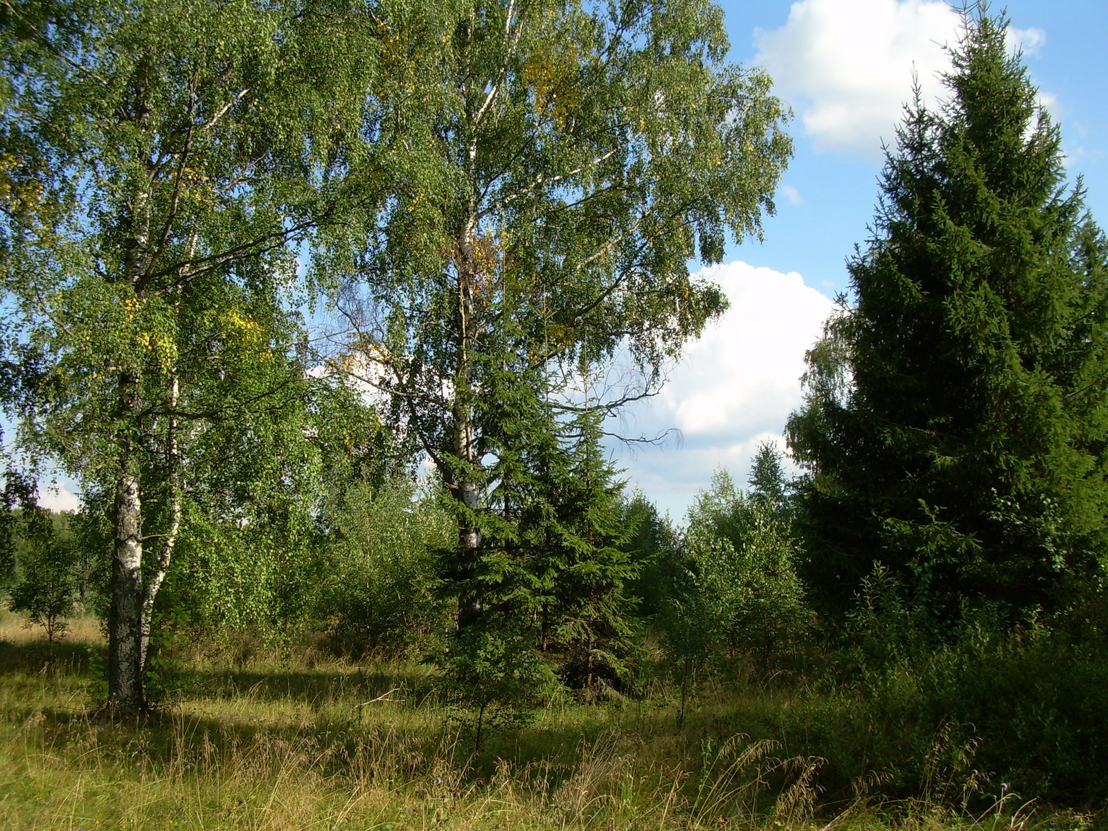 A bit of summer vibe... - My, Summer, Mood, The photo, Nature, Village, Longpost